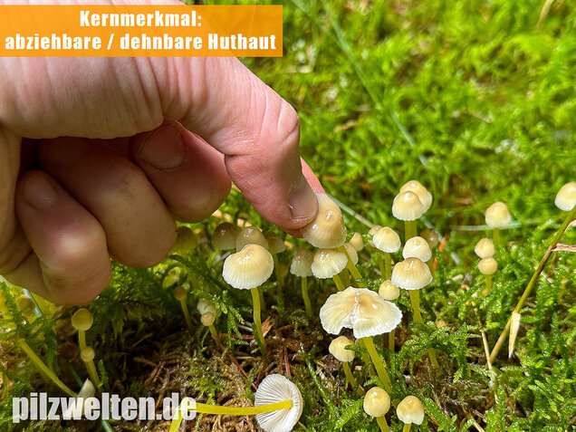 Gummihelmling, Dehnbarer Helmling, Mycena epipterygia