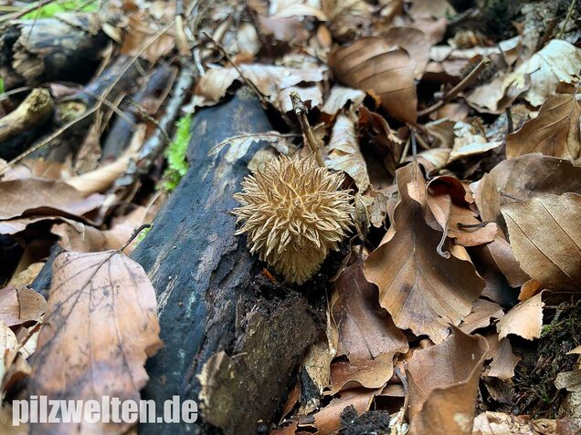 Igelstäubling, Lycoperdon echinatum