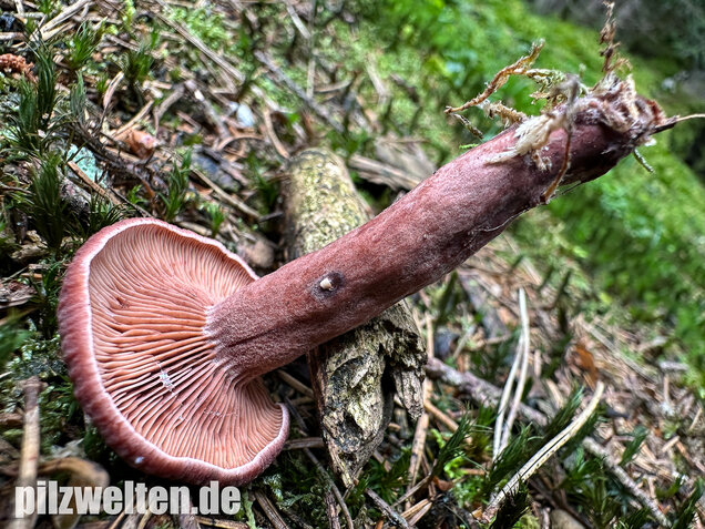 Kampfermilchling, Lactarius camphoratus