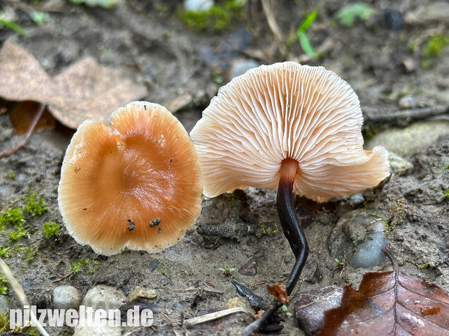 Kohlstinkschwindling, Gymnopus brassicolens