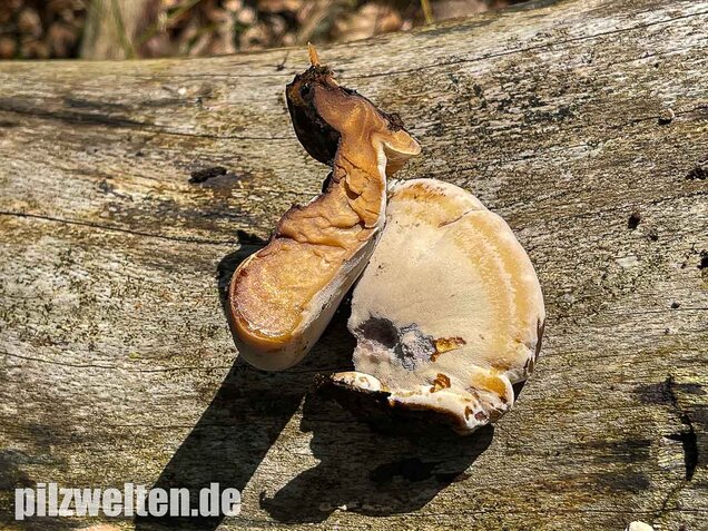 Laubholzharzporling, Ischnoderma resinosum