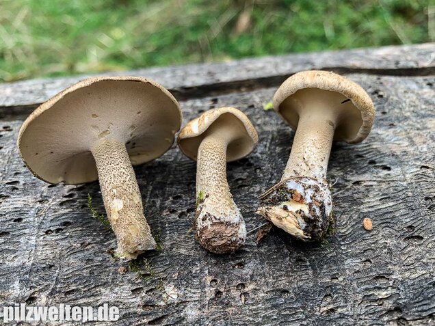 Maiporling, Lentinus substrictus