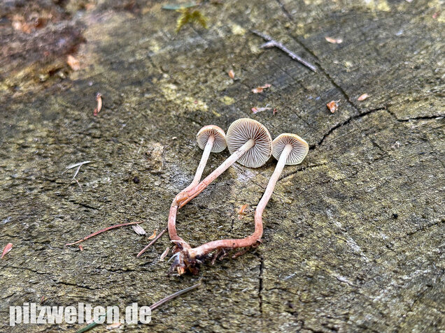Natternstieliger Schwefelkopf, Hypholoma marginatum