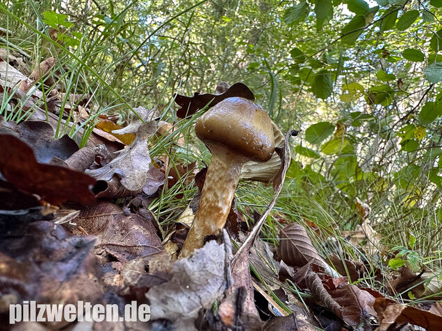 Zweifarbiger Schneckling, Olivbraungestiefelter Schneckling, Hygrophorus persoonii
