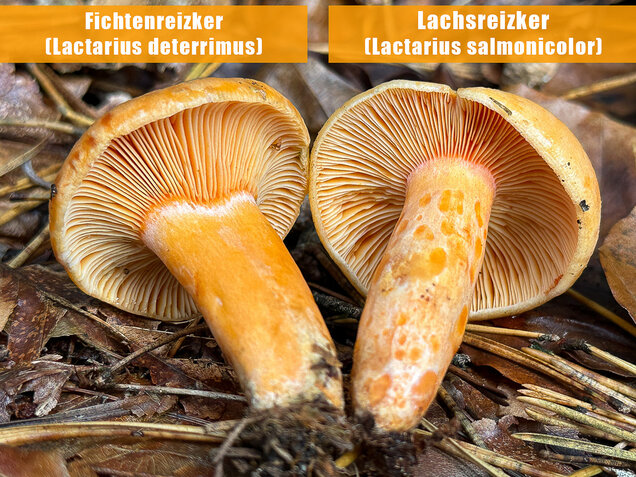 Lachsreizker, Lactarius salmonicolor