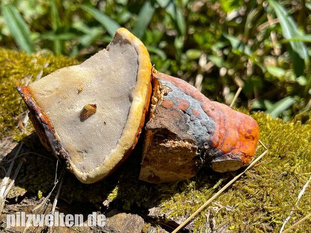 Rotrandiger Baumschwamm, Fomitopsis pinicola