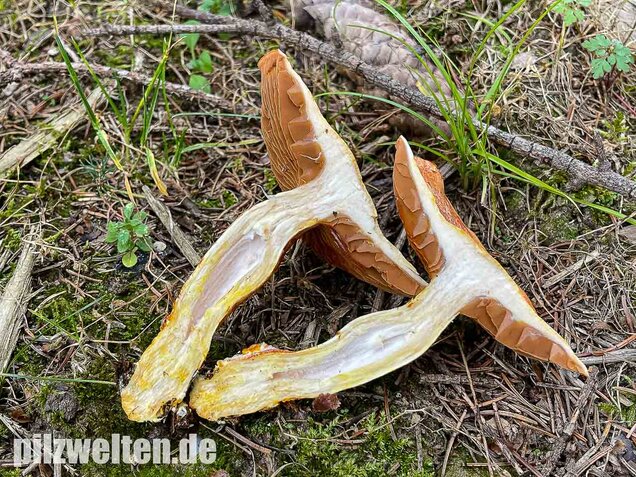 Rotschuppiger Raukopf, Cortinarius bolaris