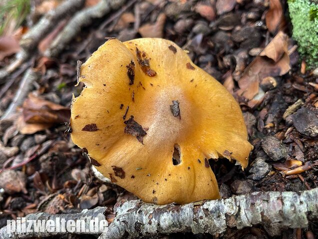 Sägeblättriger Klumpfuß, Cortinarius multiformis
