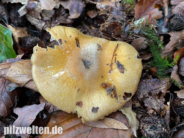 Sägeblättriger Klumpfuß, Cortinarius multiformis