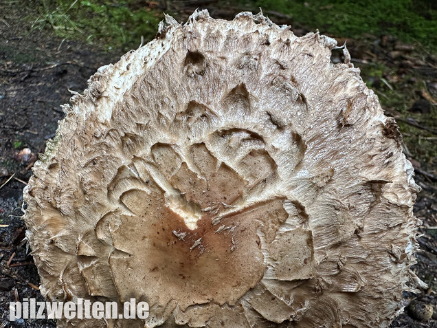 Olivbrauner Safranschirmling, Wald-Safranschirmling, Chlorophyllum olivieri