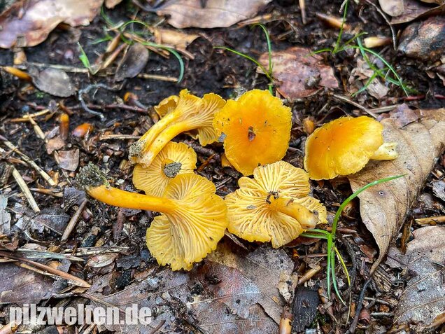 Samtiger Pfifferling, Cantharellus friesii