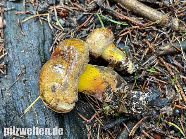 Schwarzblauender Röhrling, Cyanoboletus pulverulentus