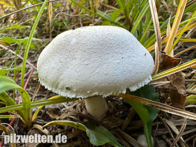 Seidiger Egerlingsschirmling, Leucoagaricus holosericeus