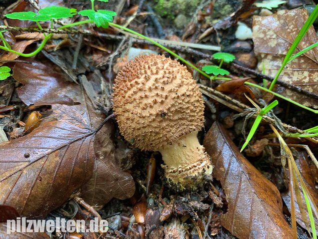 Spitzschuppiger Stachelschirmling, Echinoderma aspera
