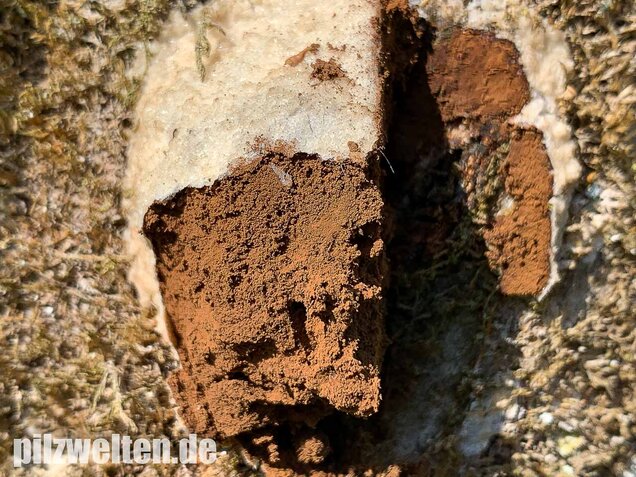 Stäublings-Schleimpilz, Enteridium lycoperdon