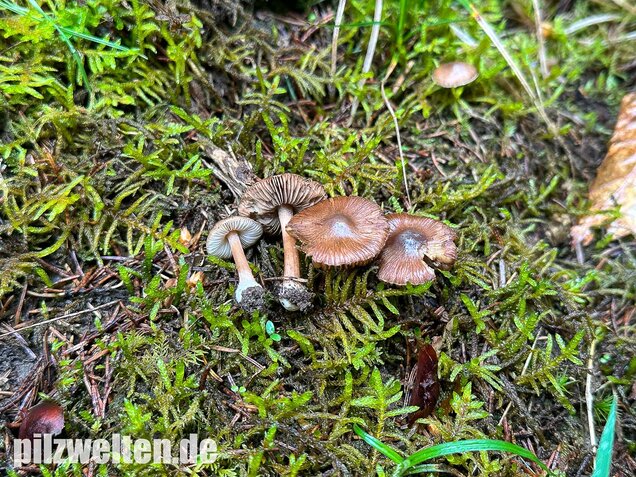 Rübenfüßiger Risspilz, Inocybe napipes