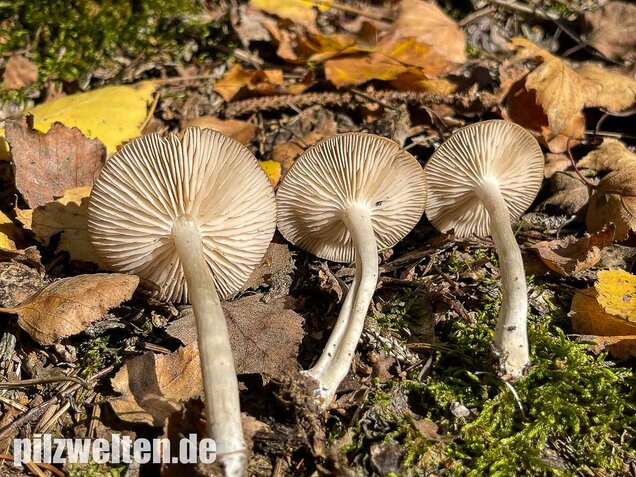 Weidenrötling, Entoloma sericatum