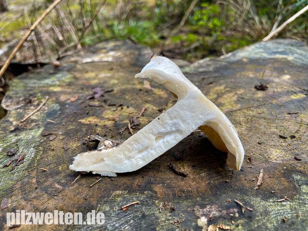 Weißer Büschelrasling, Leucocybe connata