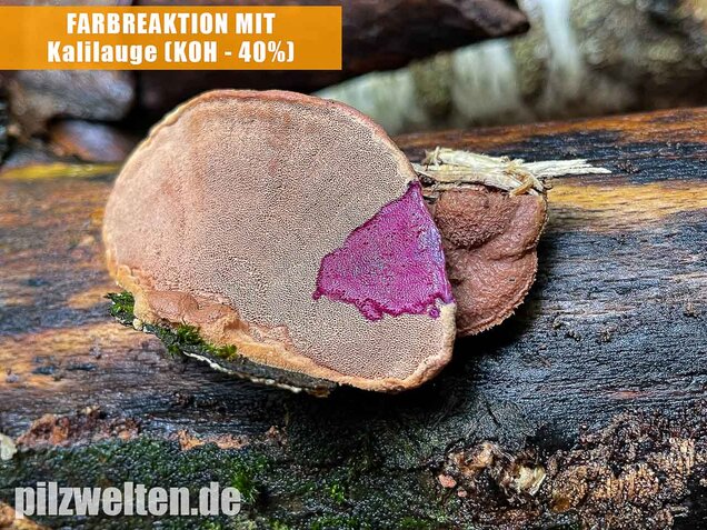 Zimtfarbener Weichporling, Hapalopilus rutilans