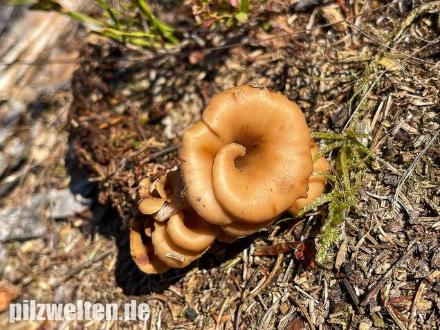 Aniszähling, Lentinellus cochleatus