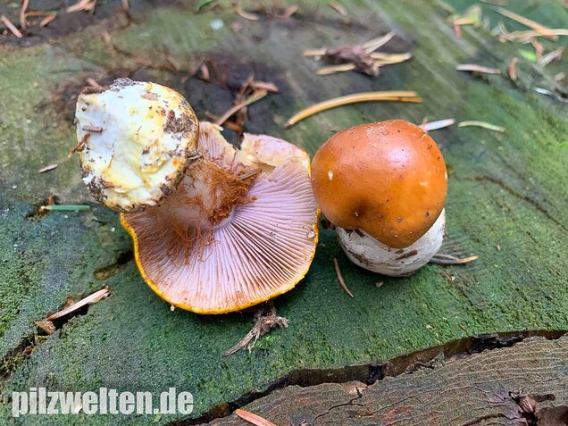 Blaublättriger Klumpfuß, Cortinarius callochrous