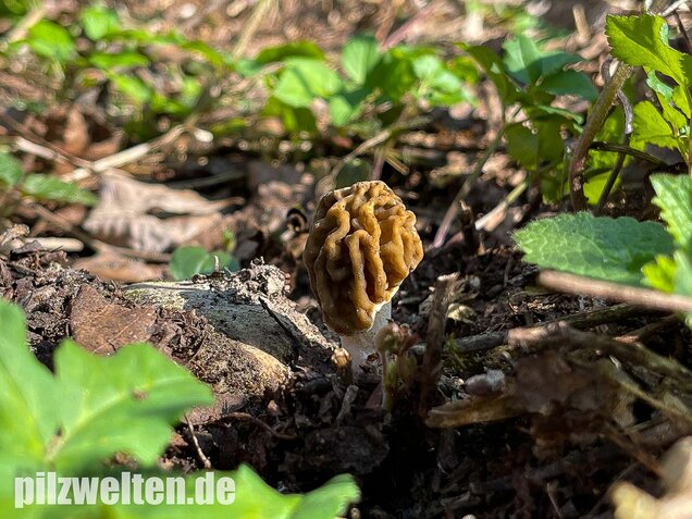 Böhmische Verpel, Verpa bohemica