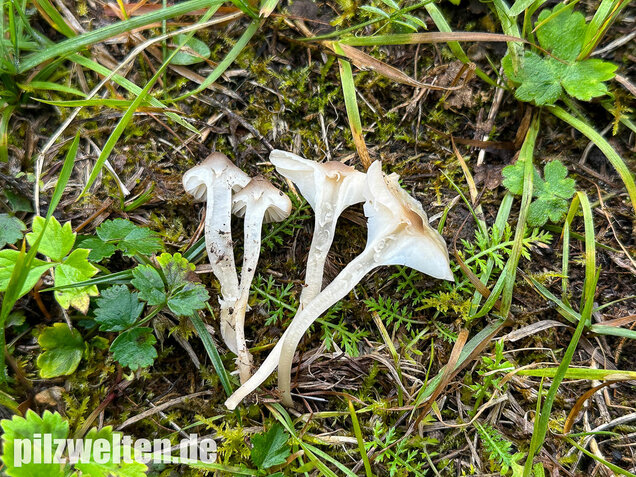 Dunkelscheibiger Ellerling, Hygrocybe virginea var. fuscescens