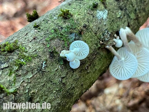 Buchenschleimrübling, Mucidula mucida