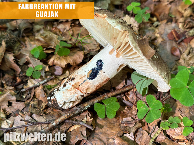 Dickblättriger Schwärztäubling, Russula nigricans