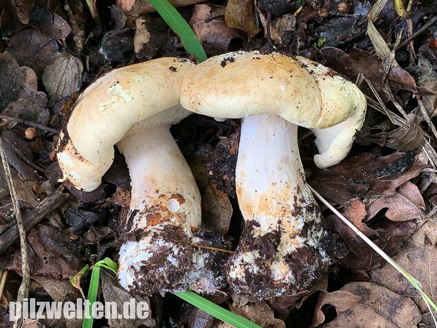 Dreifarbiger Krempentrichterling, Leucopaxillus compactus