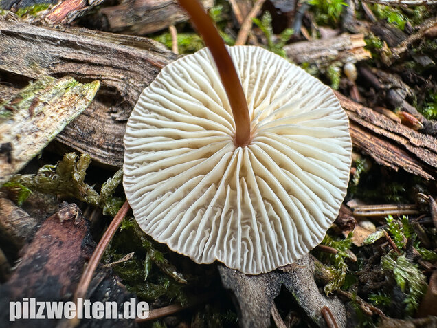 Knoblauchschwindling, Mycetinis scorodonius