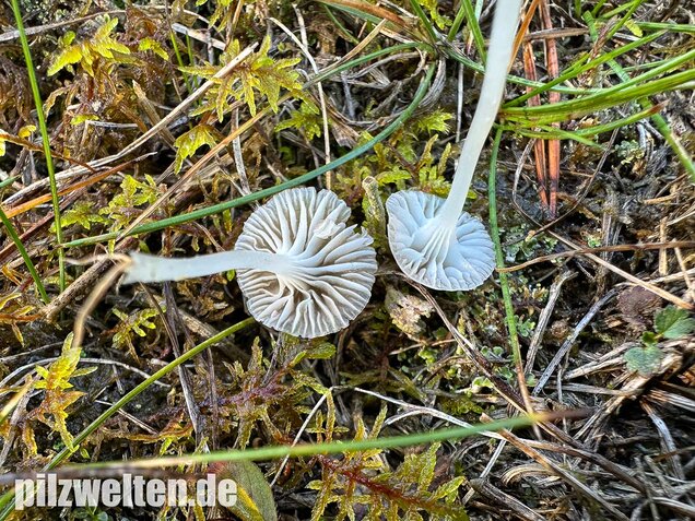 Ellerlings-Scheinhelmling, Rasenscheinhelmling, Hemimycena mairei