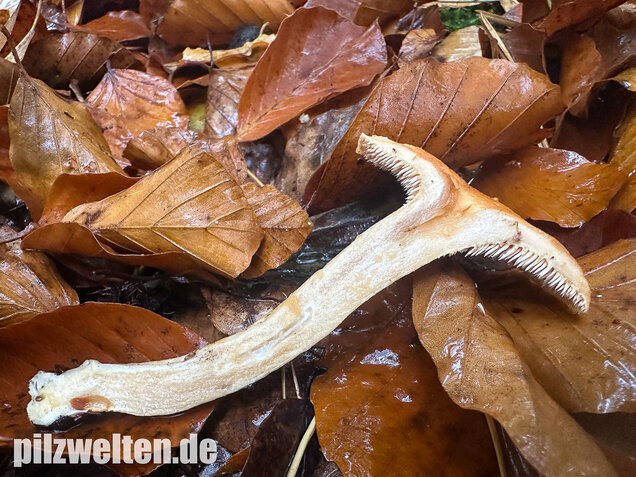 Genabelter Semmelstoppelpilz, Hydnum umbilicatum