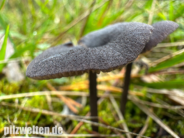 Gesägter Rötling, Entoloma serrulatum