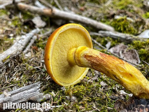 Goldröhrling, Suillus grevillei