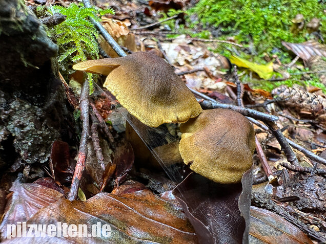 Grünblättriger Hautkopf, Hainbuchenhautkopf, Cortinarius olivaceofuscus
