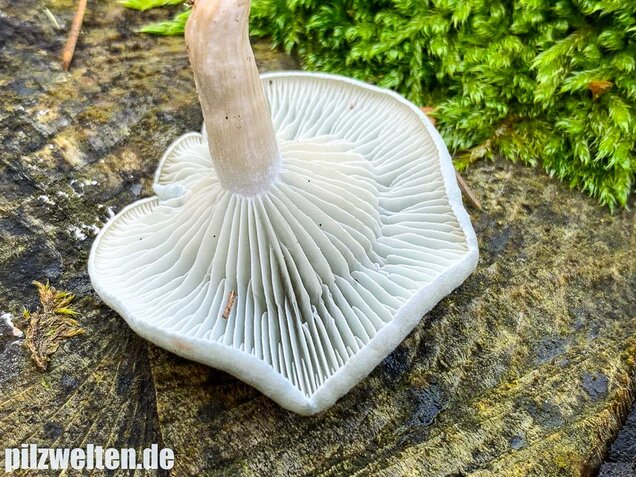 Grüner Anistrichterling, Clitocybe odora
