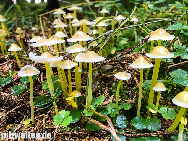 Gummihelmling, Dehnbarer Helmling, Mycena epipterygia