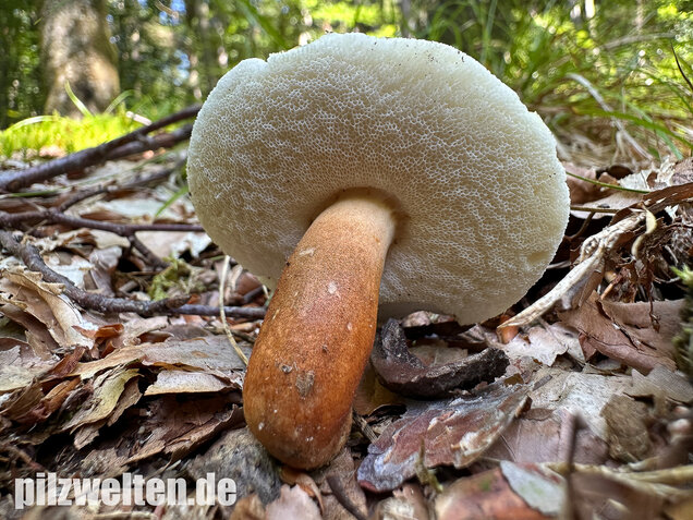 Hasenröhrling, Zimtröhrling, Gyroporus castaneus
