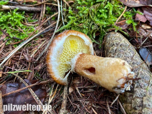 Hohlfußröhrling, Suillus cavipes