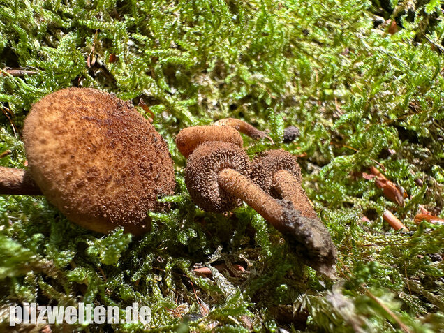 Igelschüppchenschnitzling, Phaeomarasmius erinaceus