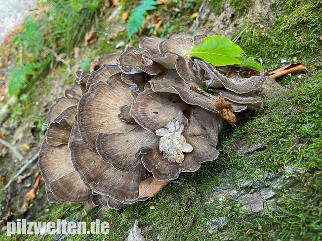 Klapperschwamm, Maitake, Grifola frondosa