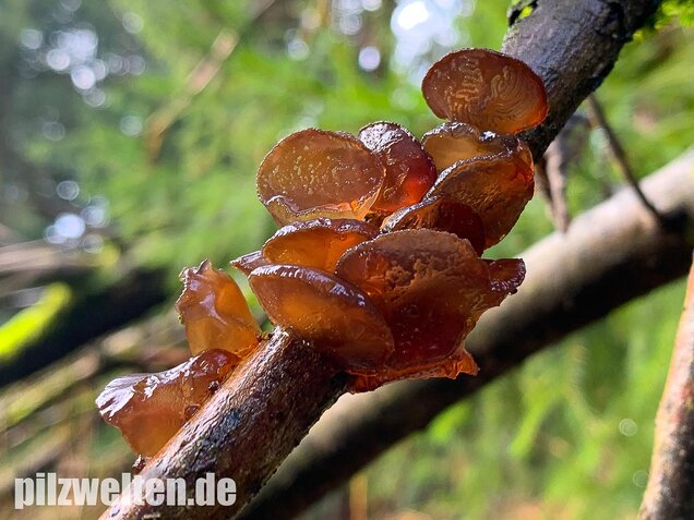 Kreisel-Drüsling, Exidia recisa