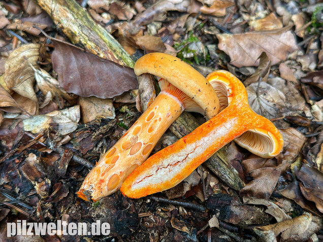 Lachsreizker, Lactarius salmonicolor