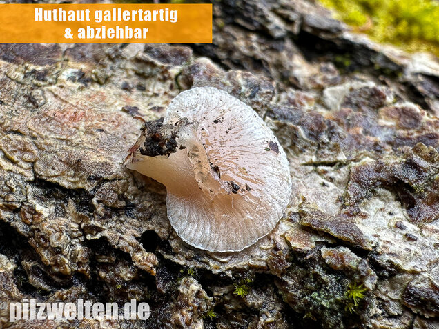 Milder Zwergknäueling, Weißer Muschelseitling, Panellus mitis