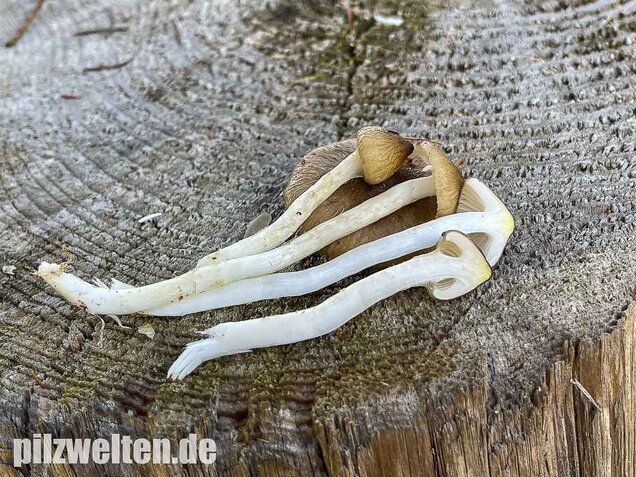 Natternstieliger Schneckling, Hygrophorus olivaceoalbus