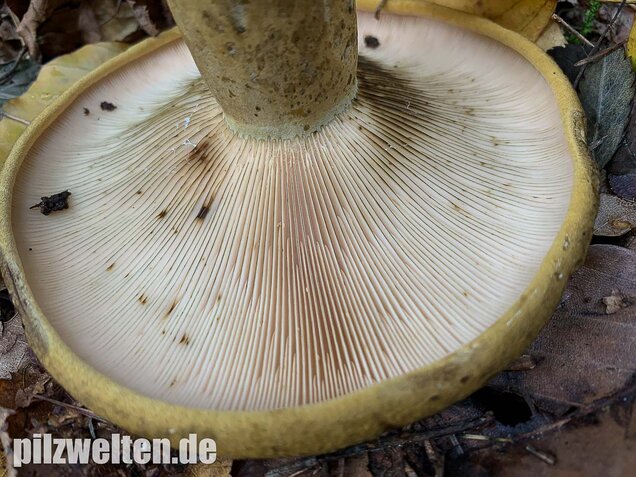 Olivbrauner Milchling, Lactarius turpis