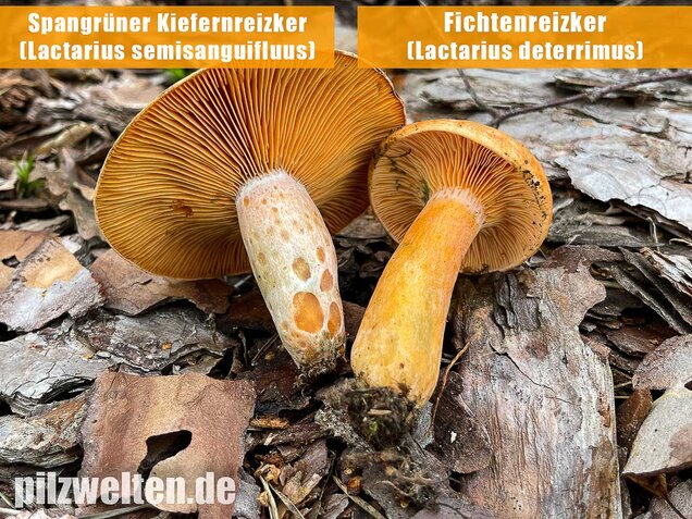 Spangrüner Kiefernreizker, Lactarius semisanguifluus