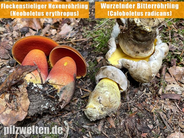 Wurzelnder Bitterröhrling, Caloboletus radicans