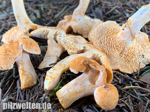 Rostgelber Semmelstoppelpilz, Hydnum rufescens
